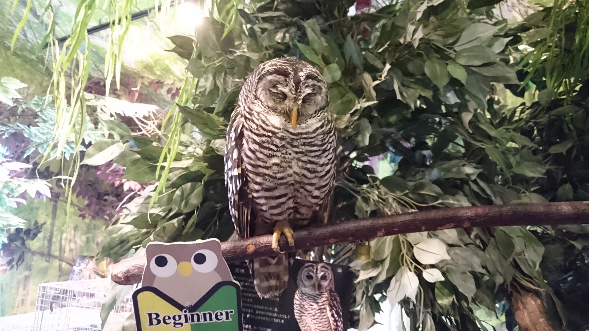 フクロウの森 岡山県倉敷市 に行ってきました かぺりんのブログ